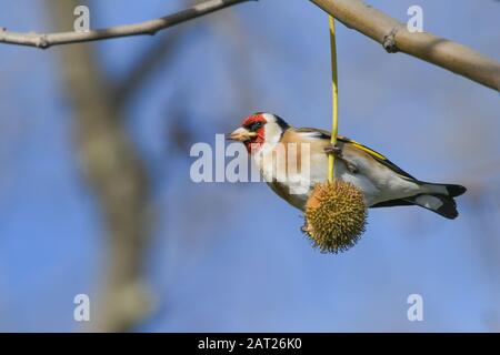 Gros plan d'une bogodfinch manger des graines d'un arbre d'avion de Londres Banque D'Images