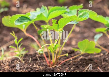 Un semis de fraise au printemps. Banque D'Images