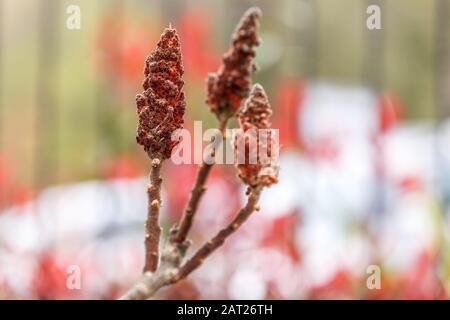 Fruit rouge des Anacardiaceae Sumac, également connu sous le nom de Velvet Sumac Banque D'Images