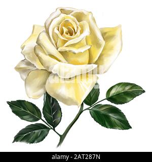 fleur rose jaune avec feuilles vertes, illustration d'art peinte avec des aquarelles isolées sur fond blanc. Banque D'Images