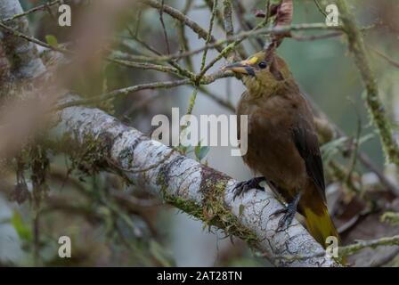 Oropendola, soutenue par des russettes - Psarocolius angustifrons, ororpendola à grande tifée des forêts d'Amérique du Sud, pentes andines de l'est, Lodge San Isidro, Ecuado Banque D'Images