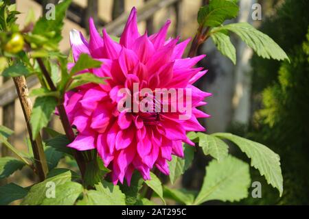 Gros plan sur de belles fleurs de pinkish Dahlia pinnata avec des feuilles vertes qui poussent dans le jardin, focalisation sélective Banque D'Images