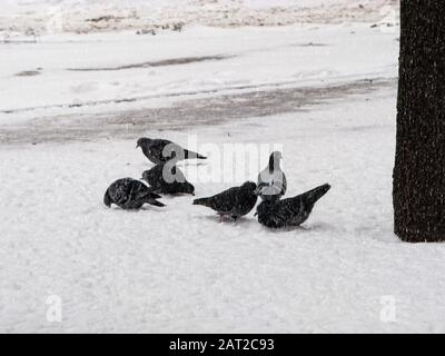 Les pigeons s'assoient dans la neige en hiver, c'est neiger. Les oiseaux étaient froids et affamés. Banque D'Images