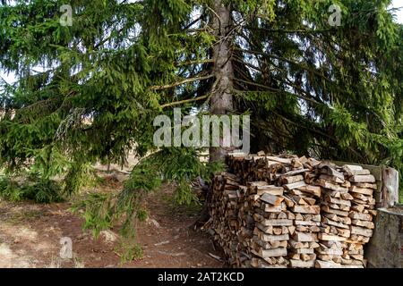 Il y a beaucoup de grumes dans la forêt située près d'un grand sapin. Banque D'Images