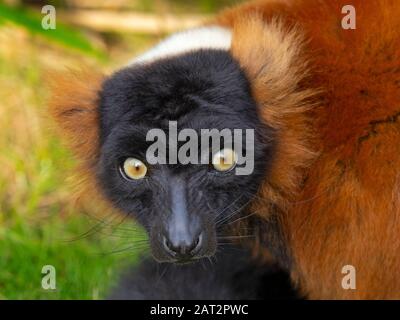 Red-gélinotte lemur Le Varecia rubra portrait captif Banque D'Images