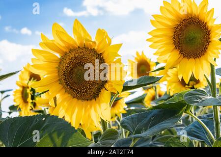 Tournesols contre le ciel. Tournesols dans l'agriculture en été. Gros plan. Banque D'Images