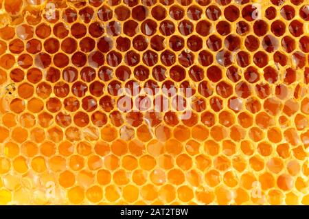 Cire d'abeilles au miel avec cellules d'abeilles Banque D'Images