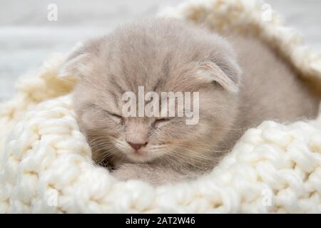 Le mignon chaton de gingembre dormait. Gros plan Banque D'Images