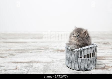 Un beau chaton aux yeux bleus est assis dans un panier. Avec place pour le texte. Banque D'Images