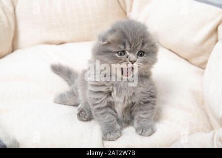 Un chaton est assis sur un lit pour les chats et les yawns. Banque D'Images