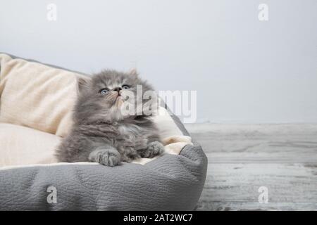 Le chaton se trouve dans le lit pour les chats. Chaton dans une chambre confortable. Placer pour le texte Banque D'Images