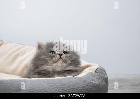 Le chaton se trouve dans le lit pour les chats. Banque D'Images