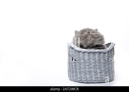 Le petit chaton noir se trouve sur un fond blanc isolé. Petit chaton drôle dans un panier. Banque D'Images