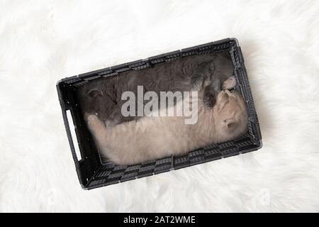 Deux chatons mignons dorment dans un panier. Banque D'Images