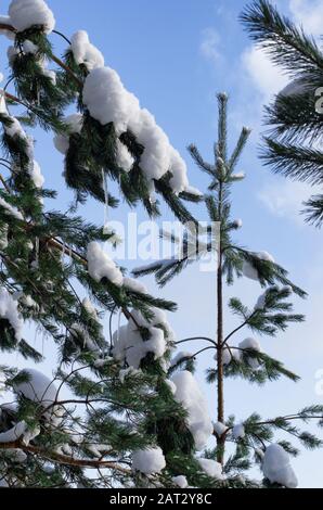 Branches d'épinette recouvertes de neige et accrochées de petites icules sur le fond du ciel bleu Banque D'Images