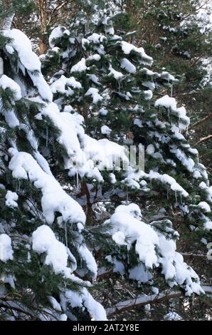 Sapins norvégiens recouverts de neige blanche et de petites icules suspendues Banque D'Images