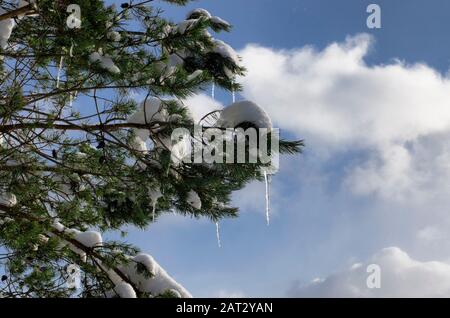 Branches d'épinette avec neige et icules sur le fond d'un ciel bleu avec nuages blancs Banque D'Images