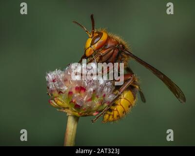 Hornet Queen - Vespa crabro - sur une tige de fleur Banque D'Images