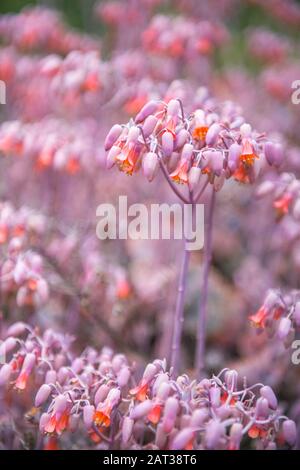 La fleur de la plante Thrill de Kalanchoe Laxiflora ou Milky Widow. Banque D'Images