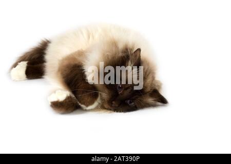 Birmanese chocolat chat domestique, des profils fixant against White Background Banque D'Images