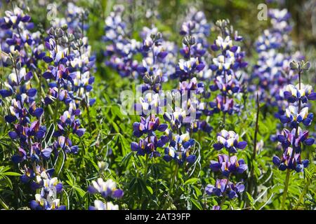 Fleurs de pois, Pisum sativum, champ près de Parc national de Manu au Pérou Banque D'Images