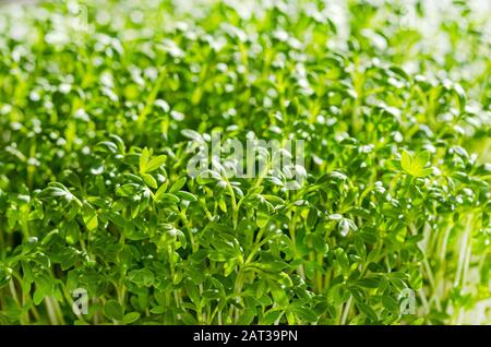 Cresson de jardin, vue avant macro photo de nourriture. Cresson, aussi pepperwort ou peppergrass, Lepidium sativum, une herbe comestible à croissance rapide. Banque D'Images