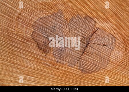 Texture abstraite naturelle au cœur d'un tronc d'arbre Banque D'Images