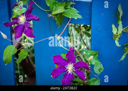 Gros plan de belles fleurs de velours qui poussent derrière le bleu clôture Banque D'Images