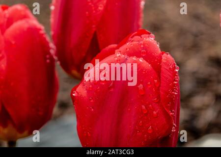 Gros plan de magnifiques tulipes rouges aux pépins recouverts de gouttes de rosée un arrière-plan flou Banque D'Images