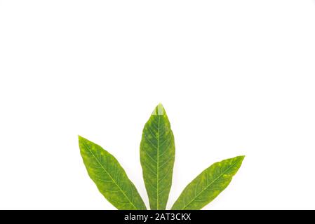 Une partie des feuilles de Cassava isolées sur vue de dessus blanche gros plan Banque D'Images