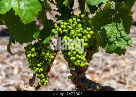 Faure, Stellenbosch, Western Cape, Afrique Du Sud. Déc 2019. Le domaine du Vergenoegd Low Wine. Au début de l'été, les petits raisins sauvignon poussent sur une ancienne vigne Banque D'Images