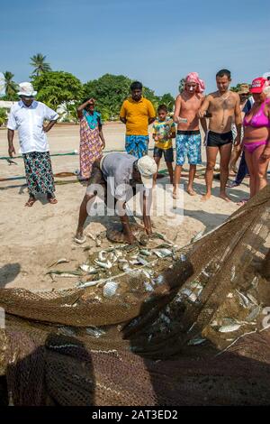 Un homme retire une tortue de mer d'un filet de pêche qui avait été tiré sur la plage d'Uppuveli au Sri Lanka. La tortue a été libérée dans la mer. Banque D'Images