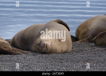 Des phoques d'éléphant qui prennent une sieste sur une plage à Yankee Harbour, Greenwich Island, South Shetland Islands, Antarctique Banque D'Images