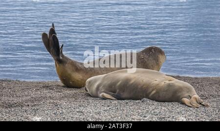 Des phoques d'éléphant qui prennent une sieste sur une plage à Yankee Harbour, Greenwich Island, South Shetland Islands, Antarctique Banque D'Images