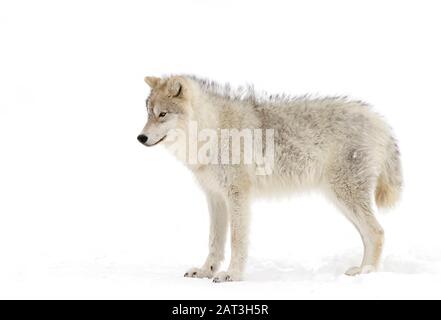 Loup arctique isolé sur fond blanc la marche dans la neige de l'hiver au Canada Banque D'Images