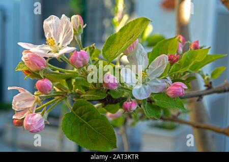 Ces belles fleurs de pomme sont nées au printemps pour faire place à un fruit merveilleux et savoureux qui est la pomme. Banque D'Images