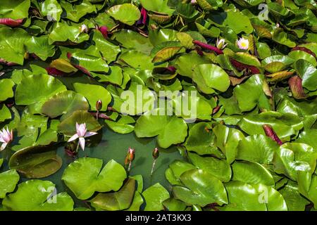 Feuilles et fleurs du nénuphar blanc européen, également connu sous le nom de rose d'eau blanche ou de nenuphar blanc - Nymphea alba - sur une surface d'eau d'un étang de parc Banque D'Images