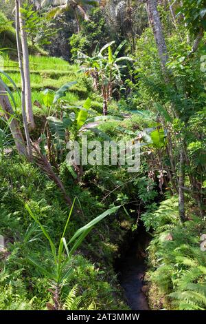 Indonésie, Bali, Tegalang Rice Terrasses près d'Ubud montrant le pont et le canal de gestion de l'eau Banque D'Images