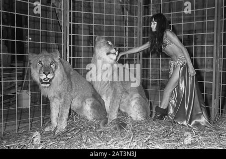 Stripteashow avec des lions À Partir du 1er décembre 1967 dans le Moulin Rouge de danse de cabaret à Thorbeckeplein Amsterdam la danseuse de striptease Cleopatra se produit avec deux lions. Cleopatra est néerlandais, et est le premier dans notre pays à réaliser un spectacle de striptease avec deux lions Date: 23 novembre 1967 lieu: Amsterdam, Noord-Holland mots clés: Burlesque, danseurs, animaux, lions, striptease Nom personnel: Cleopatra Banque D'Images