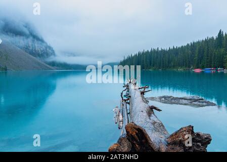 Log Flottant Dans Le Lac Moraine, Banff, Alberta, Canada Banque D'Images