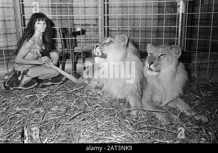 Stripteashow avec des lions À Partir du 1er décembre 1967 dans le Moulin Rouge de danse de cabaret à Thorbeckeplein Amsterdam la danseuse de striptease Cleopatra se produit avec deux lions. Cleopatra est néerlandais, et est le premier dans notre pays à réaliser un spectacle de striptease avec deux lions Date: 23 novembre 1967 lieu: Amsterdam, Noord-Holland mots clés: Burlesque, danseurs, animaux, lions, striptease Nom personnel: Cleopatra Banque D'Images