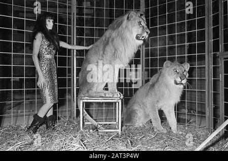 Stripteashow avec des lions À Partir du 1er décembre 1967 dans le Moulin Rouge de danse de cabaret à Thorbeckeplein Amsterdam la danseuse de striptease Cleopatra se produit avec deux lions. Cleopatra est néerlandais, et est le premier dans notre pays à réaliser un spectacle de striptease avec deux lions Date: 23 novembre 1967 lieu: Amsterdam, Noord-Holland mots clés: Burlesque, danseurs, animaux, lions, striptease Nom personnel: Cleopatra Banque D'Images