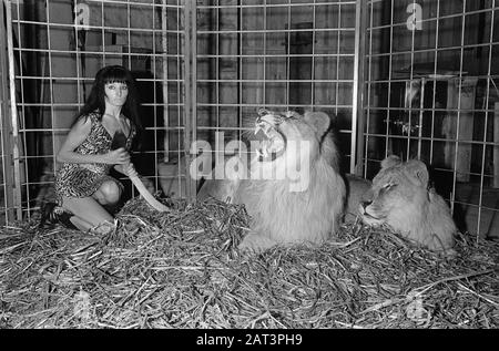 Stripteashow avec des lions À Partir du 1er décembre 1967 dans le Moulin Rouge de danse de cabaret à Thorbeckeplein Amsterdam la danseuse de striptease Cleopatra se produit avec deux lions. Cleopatra est néerlandais, et est le premier dans notre pays à réaliser un spectacle de striptease avec deux lions Date: 23 novembre 1967 lieu: Amsterdam, Noord-Holland mots clés: Burlesque, danseurs, animaux, lions, striptease Nom personnel: Cleopatra Banque D'Images