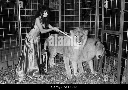 Stripteashow avec des lions À Partir du 1er décembre 1967 dans le Moulin Rouge de danse de cabaret à Thorbeckeplein Amsterdam la danseuse de striptease Cleopatra se produit avec deux lions. Cleopatra est néerlandais, et est le premier dans notre pays à réaliser un spectacle de striptease avec deux lions Date: 23 novembre 1967 lieu: Amsterdam, Noord-Holland mots clés: Burlesque, danseurs, animaux, lions, striptease Nom personnel: Cleopatra Banque D'Images