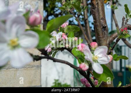 Ces belles fleurs de pomme sont nées au printemps pour faire place à un fruit merveilleux et savoureux qui est la pomme. Banque D'Images