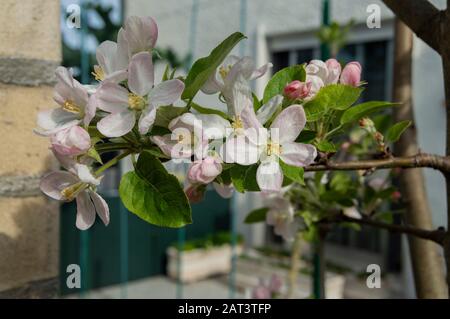 Ces belles fleurs de pomme sont nées au printemps pour faire place à un fruit merveilleux et savoureux qui est la pomme. Banque D'Images
