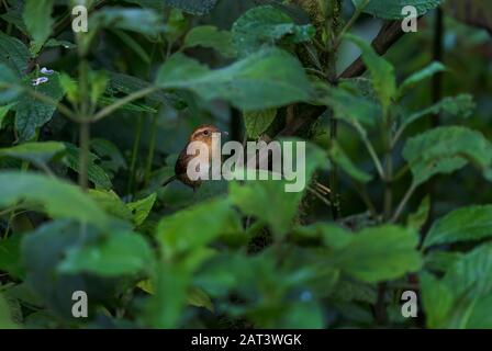 Mountain Wren - Troglodytes solstitialis, petit oiseau brun timide provenant des forêts d'Amérique du Sud, des pentes andines orientales, Guango Lodge, Équateur. Banque D'Images