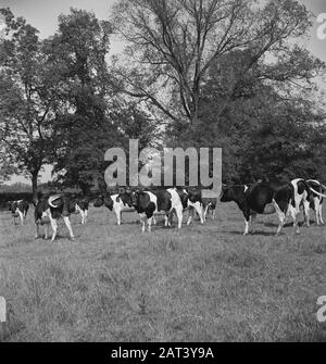 En 1938, la Hollande avait environ 1,5 million de vaches laitières, produisant en moyenne 1000 gallons de lait par p.a., avec une teneur en matières grasses de 3,56. De nombreuses vaches et taureaux champions ont été exportés pour établir de nouveaux troupeaux dans plusieurs pays. Les deux plus anciens troupeaux établis en Angleterre sont le Terling et le troupeau de Lavenham, qui compte plus de 1500 têtes dans les fermes de Lord Rauleigh dans l'Essex. Ces troupeaux - testés et testés à la tuberculine - ont contenu de nombreux champions, gagnant des premiers prix dans les salons laitiers déjà dans le pays. Groupe de génisses de mollet par Lavenham Janrol Date : juin 1943 lieu : Essex, Grande-Bretagne Banque D'Images