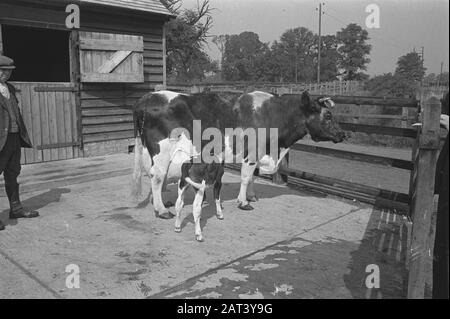 En 1938, la Hollande avait environ 1,5 million de vaches laitières, produisant en moyenne 1000 gallons de lait par p.a., avec une teneur en matières grasses de 3,56. De nombreuses vaches et taureaux champions ont été exportés pour établir de nouveaux troupeaux dans plusieurs pays. Les deux plus anciens troupeaux établis en Angleterre sont le Terling et le troupeau de Lavenham, qui compte plus de 1500 têtes dans les fermes de Lord Rauleigh dans l'Essex. Ces troupeaux - testés et testés à la tuberculine - ont contenu de nombreux champions, gagnant des premiers prix dans les salons laitiers déjà dans le pays. [légende perdue. Vache mère avec veau] Date: Juin 1943 lieu: Essex, Grande-Bretagne Mot-clé Banque D'Images