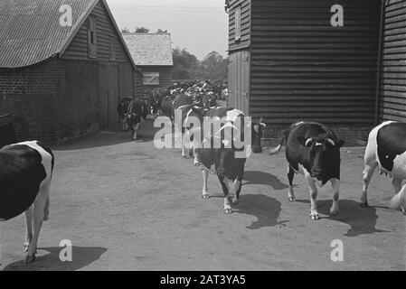 En 1938, la Hollande avait environ 1,5 million de vaches laitières, produisant en moyenne 1000 gallons de lait par p.a., avec une teneur en matières grasses de 3,56. De nombreuses vaches et taureaux champions ont été exportés pour établir de nouveaux troupeaux dans plusieurs pays. Les deux plus anciens troupeaux établis en Angleterre sont le Terling et le troupeau de Lavenham, qui compte plus de 1500 têtes dans les fermes de Lord Rauleigh dans l'Essex. Ces troupeaux - testés et testés à la tuberculine - ont contenu de nombreux champions, gagnant des premiers prix dans les salons laitiers déjà dans le pays. Groupe de vaches, entrant pour être milled Date: Juin 1943 lieu: Essex, Grande-Bretagne Keywor Banque D'Images